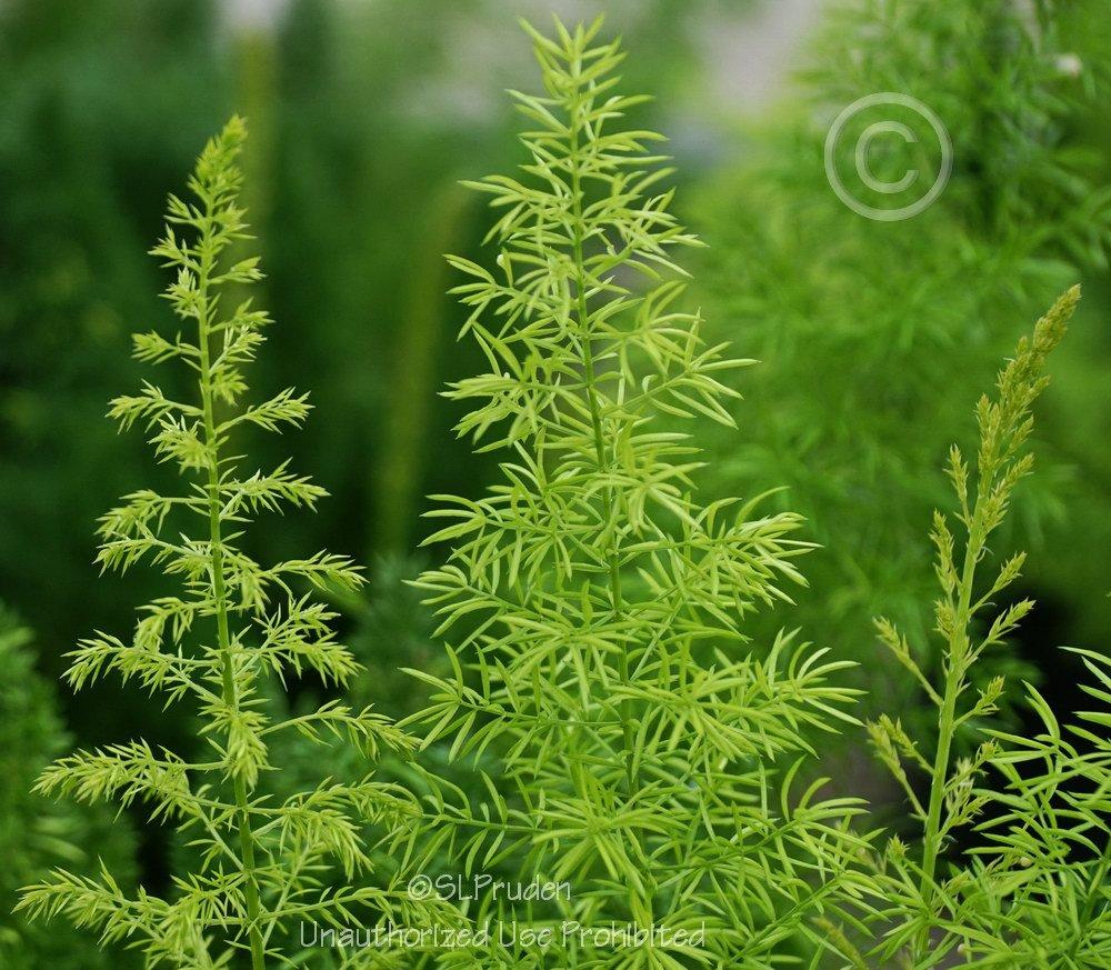 Photo of Foxtail Fern (Asparagus densiflorus 'Myers') uploaded by DaylilySLP