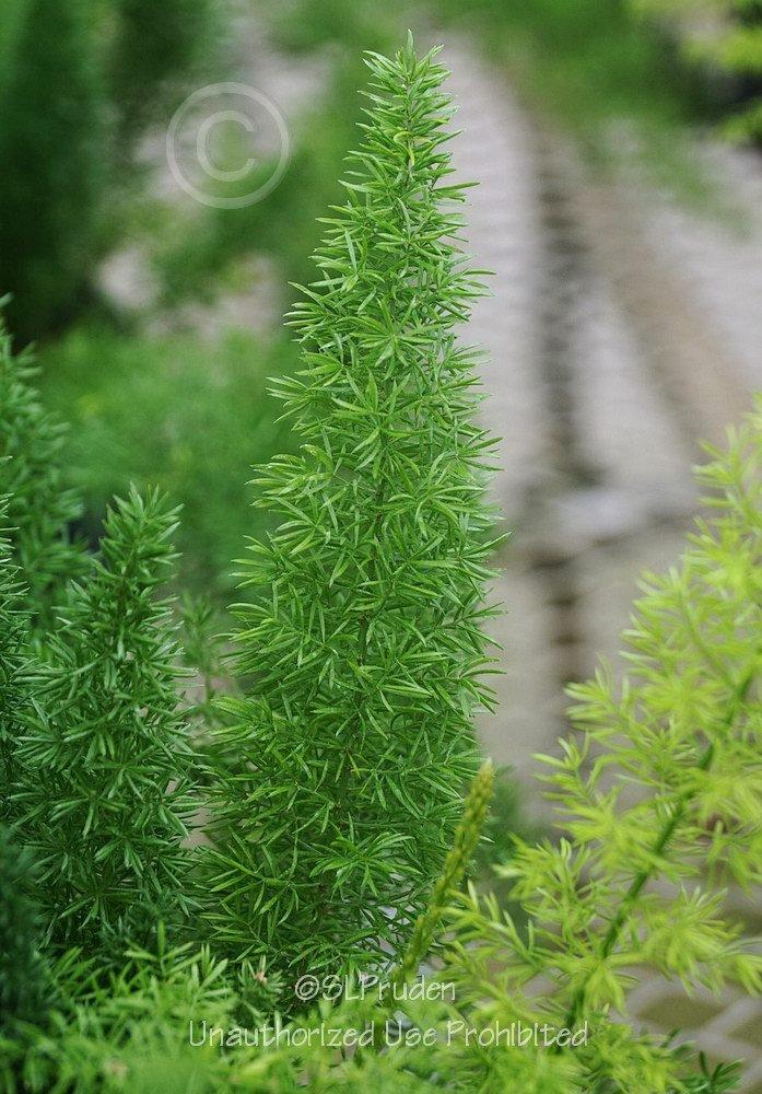 Photo of Foxtail Fern (Asparagus densiflorus 'Myers') uploaded by DaylilySLP