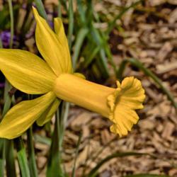 Location: Botanical Gardens of the State of Georgia...Athens, Ga
Date: 2019-03-03
Narcissus - Trumpet Daffodil 032