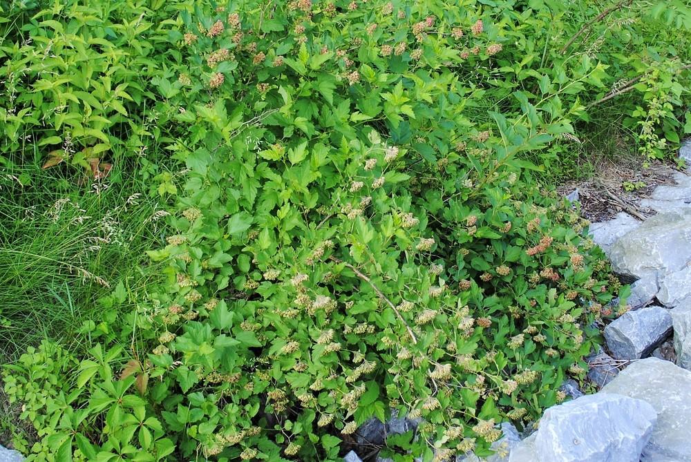 Photo of Ninebarks (Physocarpus) uploaded by ILPARW