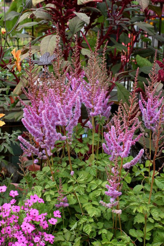 Photo of Chinese Astilbe (Astilbe rubra) uploaded by Calif_Sue