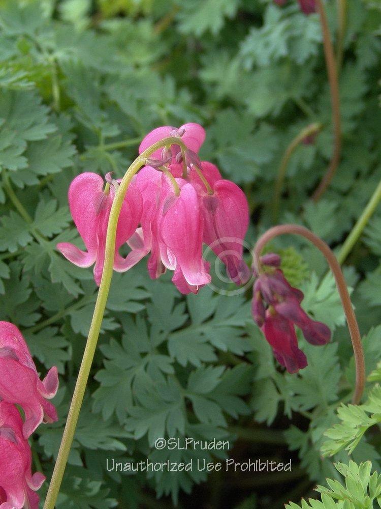 Photo of Bleeding Heart (Dicentra 'King of Hearts') uploaded by DaylilySLP