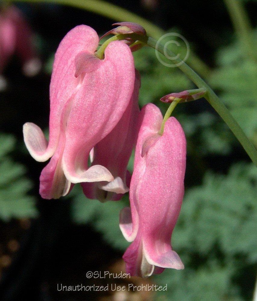 Photo of Bleeding Heart (Dicentra 'King of Hearts') uploaded by DaylilySLP