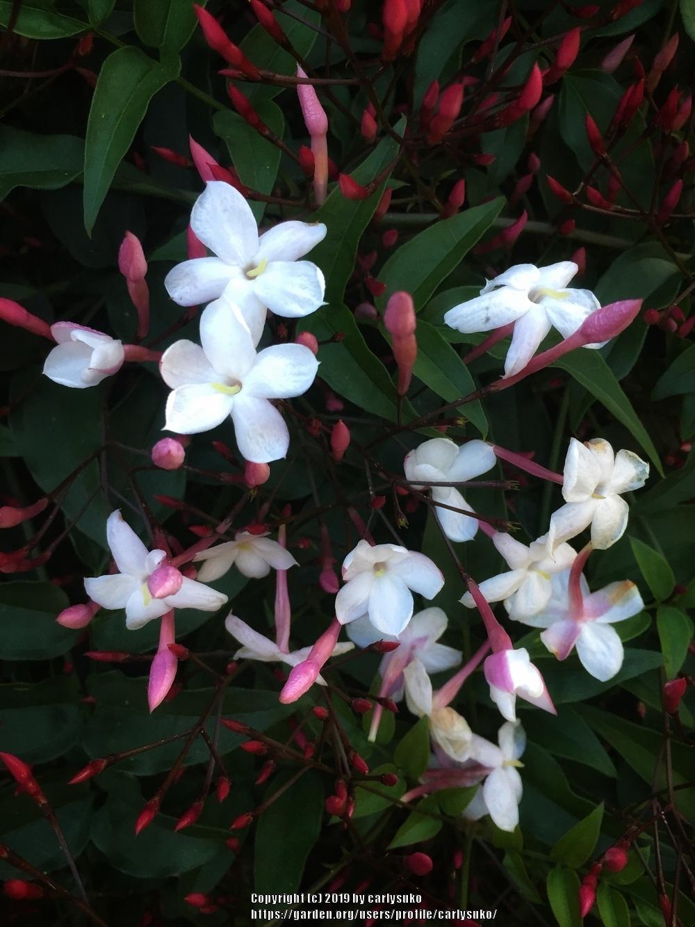 Photo of Pink Jasmine (Jasminum polyanthum) uploaded by carlysuko