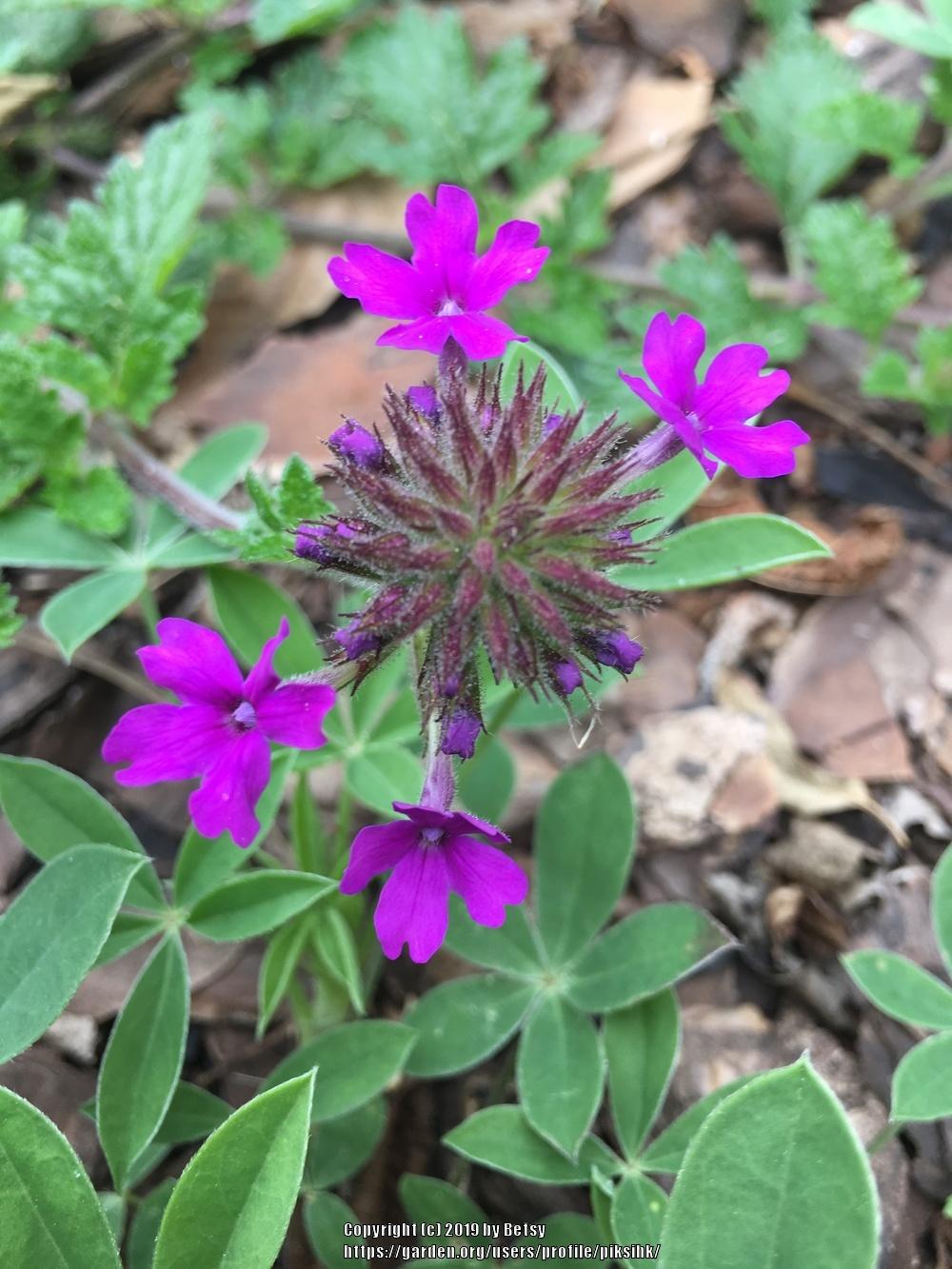 Photo of Purple Verbena (Verbena canadensis 'Homestead Purple') uploaded by piksihk