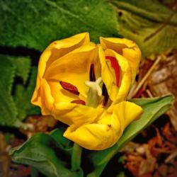 Location: Botanical Gardens of the State of Georgia...Athens, Ga
Date: 2019-03-16
Centerpiece - Yellow Tulip 017