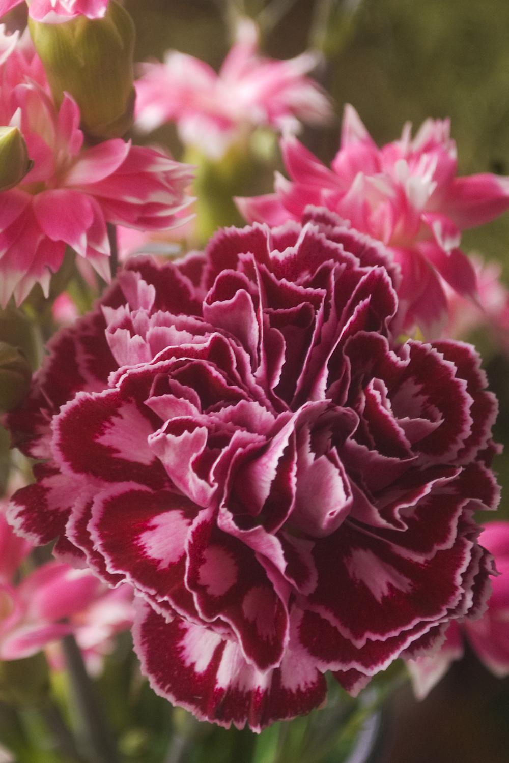 Photo of Dianthus uploaded by AudreyDee