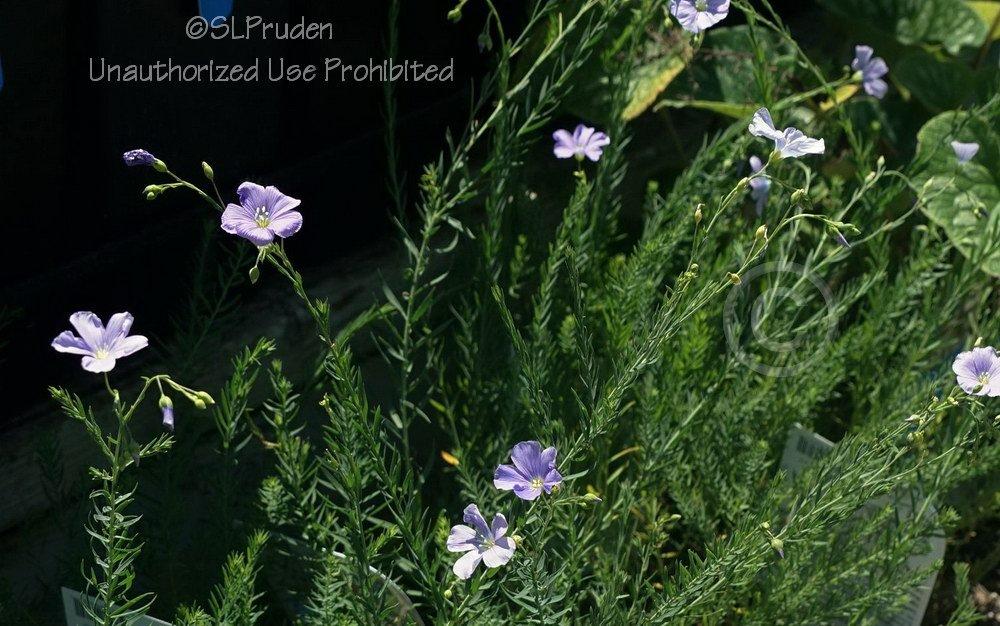 Photo of Blue Flax (Linum perenne) uploaded by DaylilySLP