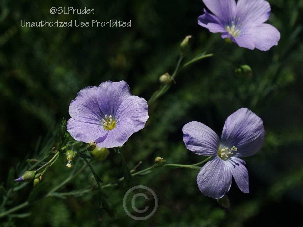 Photo of Blue Flax (Linum perenne) uploaded by DaylilySLP