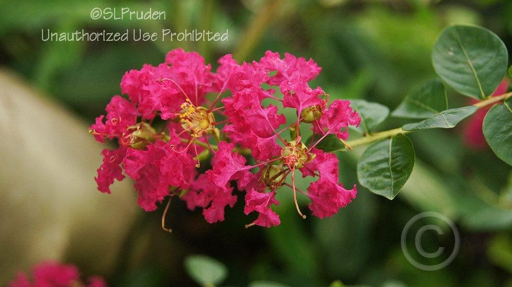 Photo of Crepe Myrtle (Lagerstroemia indica) uploaded by DaylilySLP