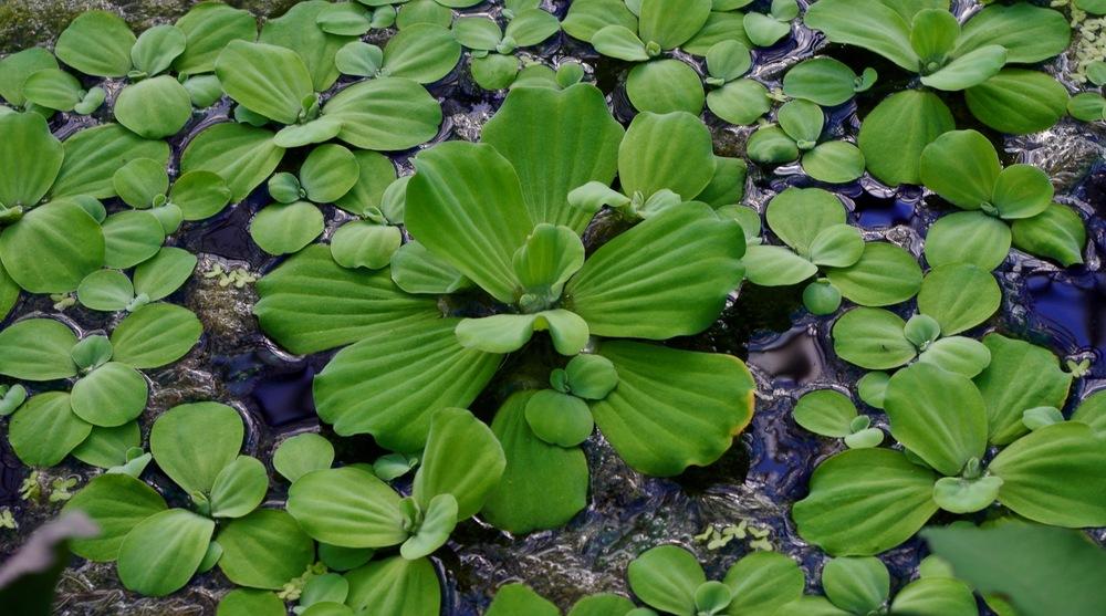 Photo of Water Lettuce (Pistia stratiotes) uploaded by _Bleu_