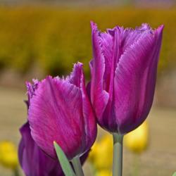 Location: Botanical Gardens of the State of Georgia...Athens, Ga
Date: 2019-03-17
Purple Fringed Tulip 002
