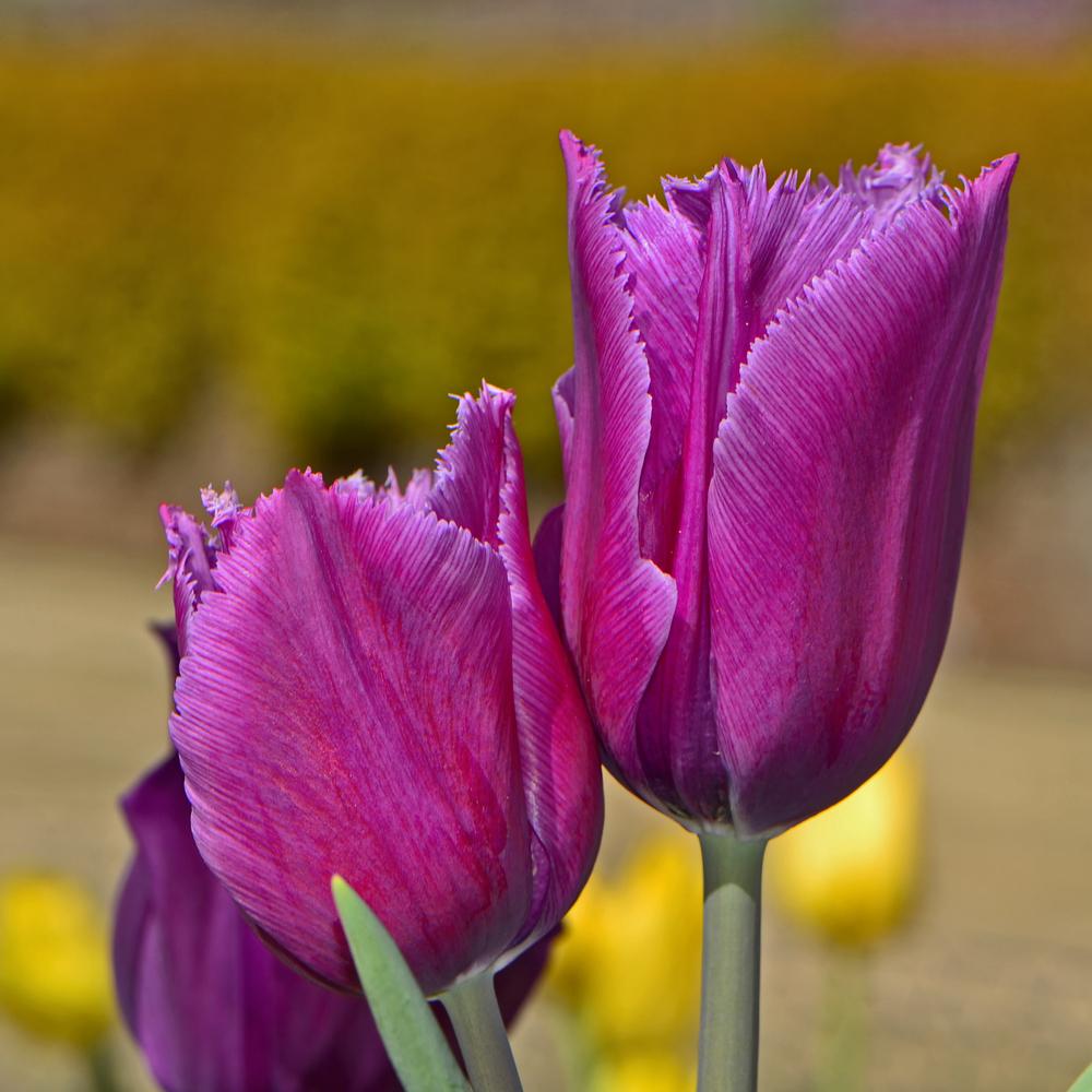 Photo of Tulips (Tulipa) uploaded by dawiz1753