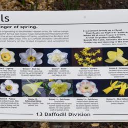 Location: Botanical Gardens of the State of Georgia...Athens, Ga
Date: 2019-03-17
Daffodil Divisions 001