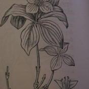 Illustration from Gray's School and Field Botany, 1887