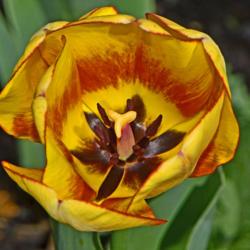 Location: Botanical Gardens of the State of Georgia...Athens, Ga
Date: 2019-03-17
Centerpiece - Yellow and Red Tulip 014