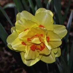 Location: Botanical Gardens of the State of Georgia...Athens, Ga
Date: 2019-03-17
Double Daffodil 016