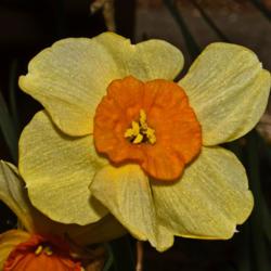 Location: Botanical Gardens of the State of Georgia...Athens, Ga
Date: 2019-03-22
Daffodil - Narcissus 021