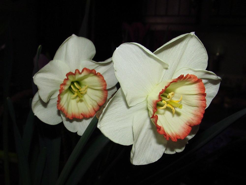 Photo of Large Cupped Daffodil (Narcissus 'Night Cap') uploaded by jmorth