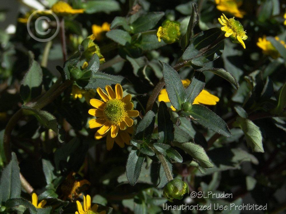 Photo of Creeping Zinnia (Sanvitalia procumbens Sunbini™) uploaded by DaylilySLP