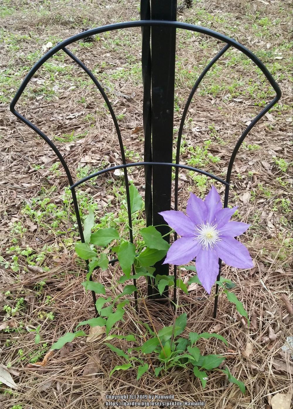 Photo of Clematis uploaded by Hamwild