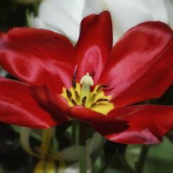 Location: Botanical Gardens of the State of Georgia...Athens, Ga
Date: 2019-03-24
Red Tulip 024