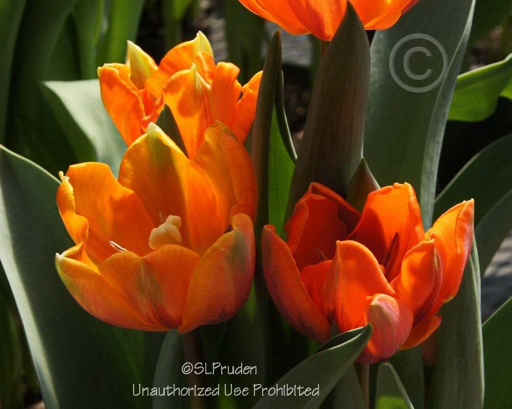Photo of Triumph Tulip (Tulipa 'Prinses Irene') uploaded by DaylilySLP