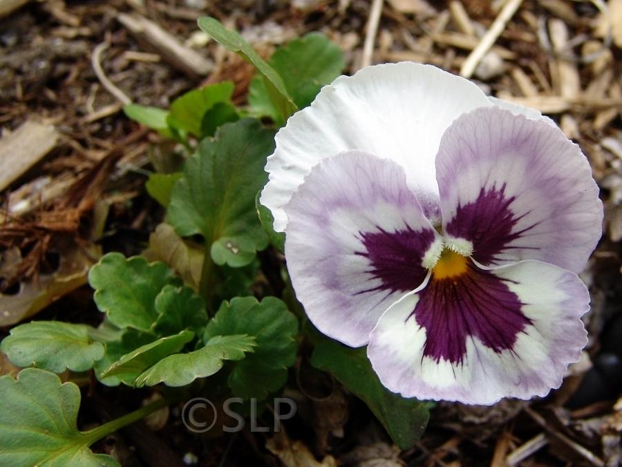 Photo of Pansy (Viola x wittrockiana) uploaded by DaylilySLP