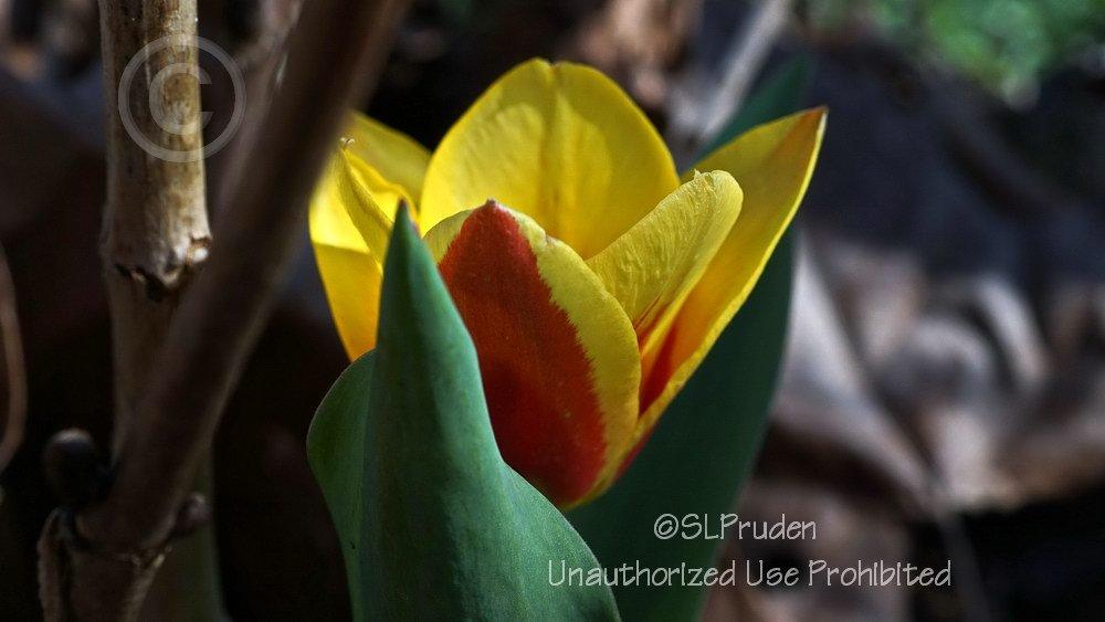 Photo of Waterlily Tulip (Tulipa kaufmanniana 'Stresa') uploaded by DaylilySLP