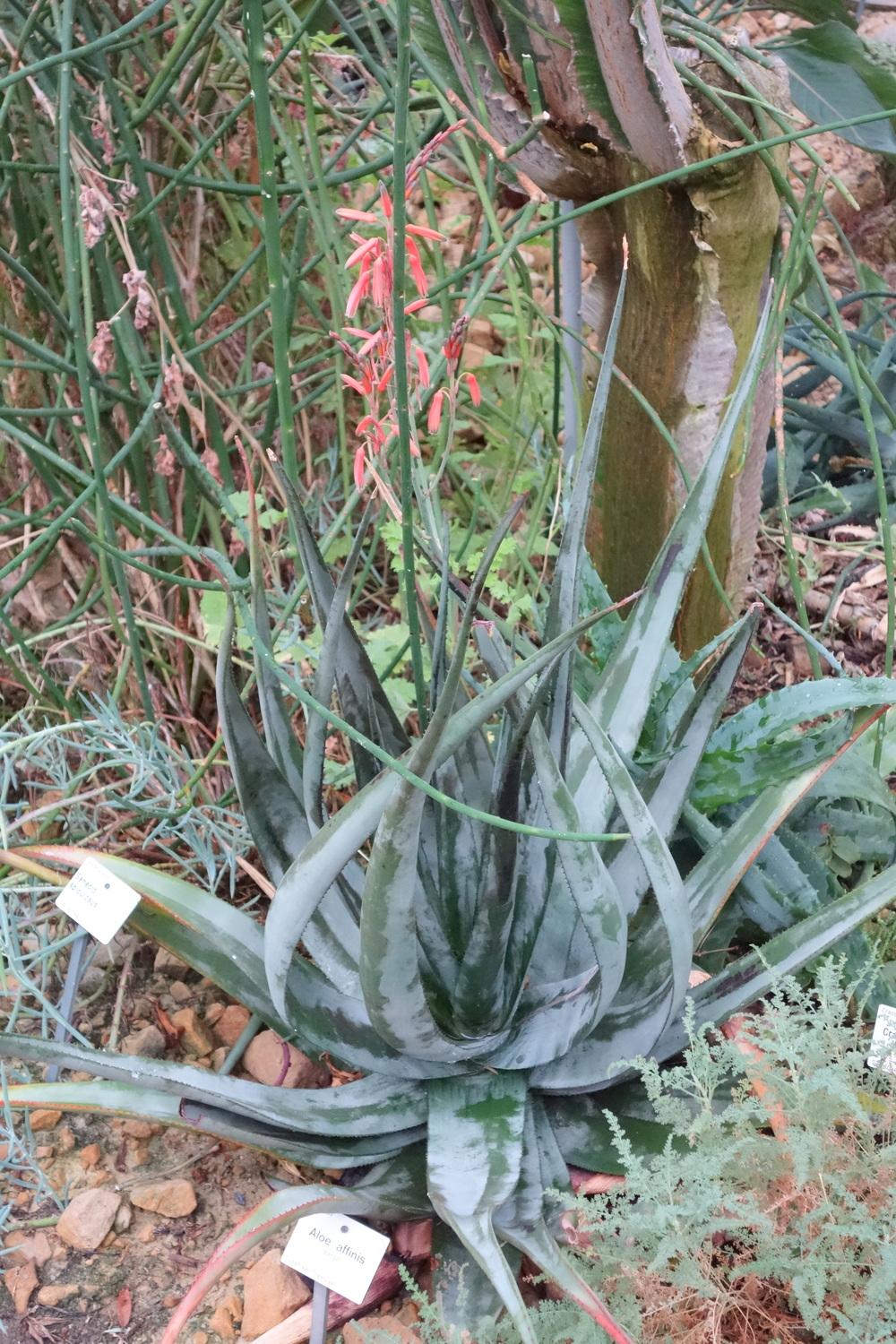 Photo of Spotted Aloe (Aloe affinis) uploaded by _Bleu_