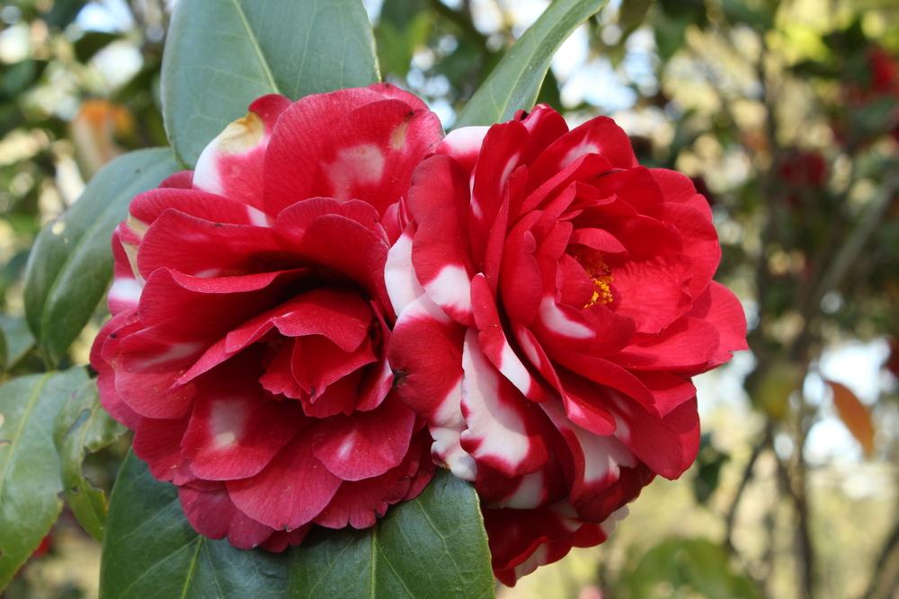Photo of Camellias (Camellia) uploaded by jon