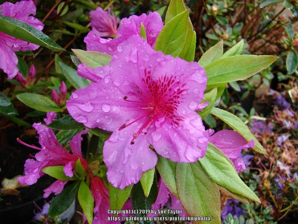 Photo of Evergreen Azalea (Rhododendron 'Herbert') uploaded by kniphofia