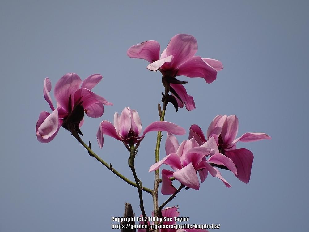 Photo of Magnolia (Magnolia campbellii) uploaded by kniphofia