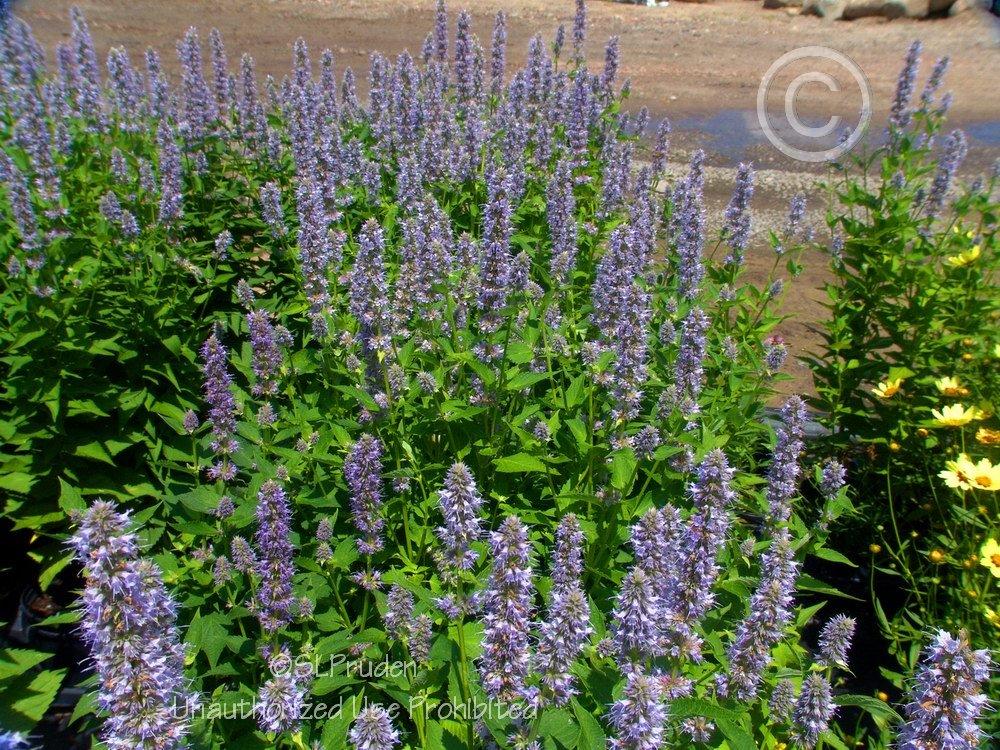 Photo of Anise Hyssop (Agastache 'Blue Fortune') uploaded by DaylilySLP