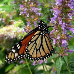 Location: Ray Wiegand's Nursery, Macomb, MI
Date: 2010-09-09
Monarchs love these
