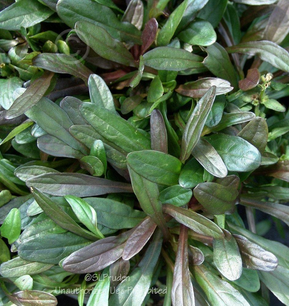 Photo of Bugleweed (Ajuga reptans Chocolate Chip) uploaded by DaylilySLP