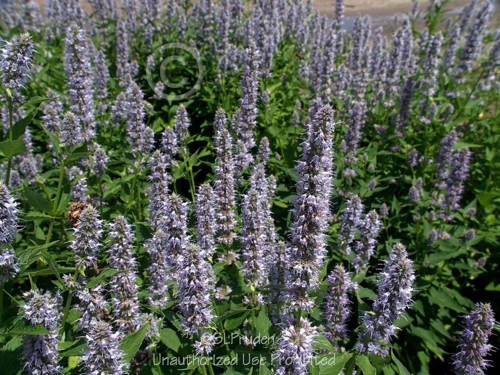 Photo of Anise Hyssop (Agastache 'Blue Fortune') uploaded by DaylilySLP