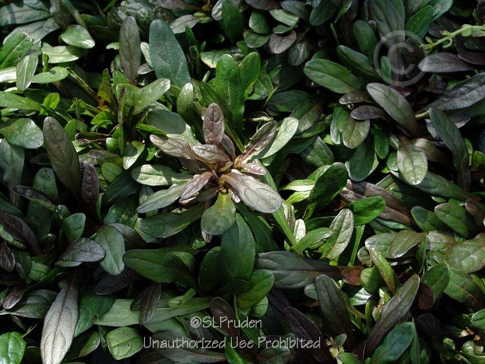 Photo of Bugleweed (Ajuga reptans Chocolate Chip) uploaded by DaylilySLP