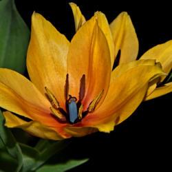 Location: Botanical Gardens of the State of Georgia...Athens, Ga
Date: 2019-03-30
Yellow Tulip With A Blue Pistil 001