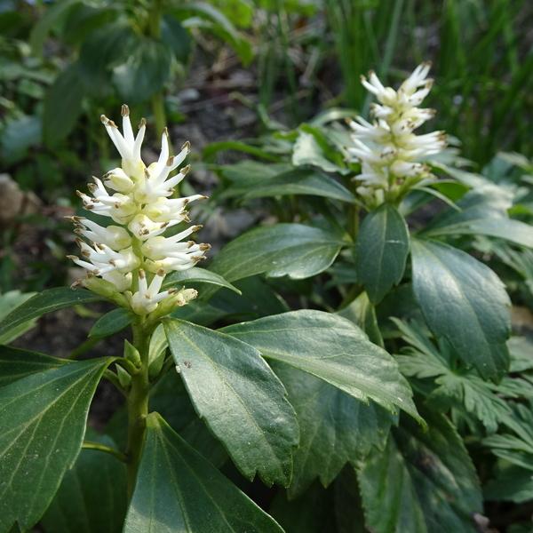 Photo of Japanese Spurge (Pachysandra terminalis) uploaded by Orsola