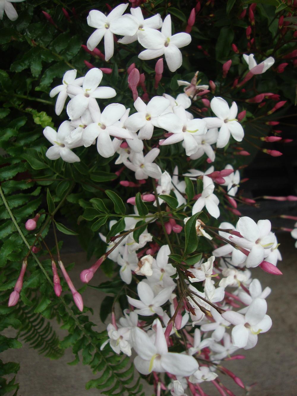 Photo of Pink Jasmine (Jasminum polyanthum) uploaded by Paul2032