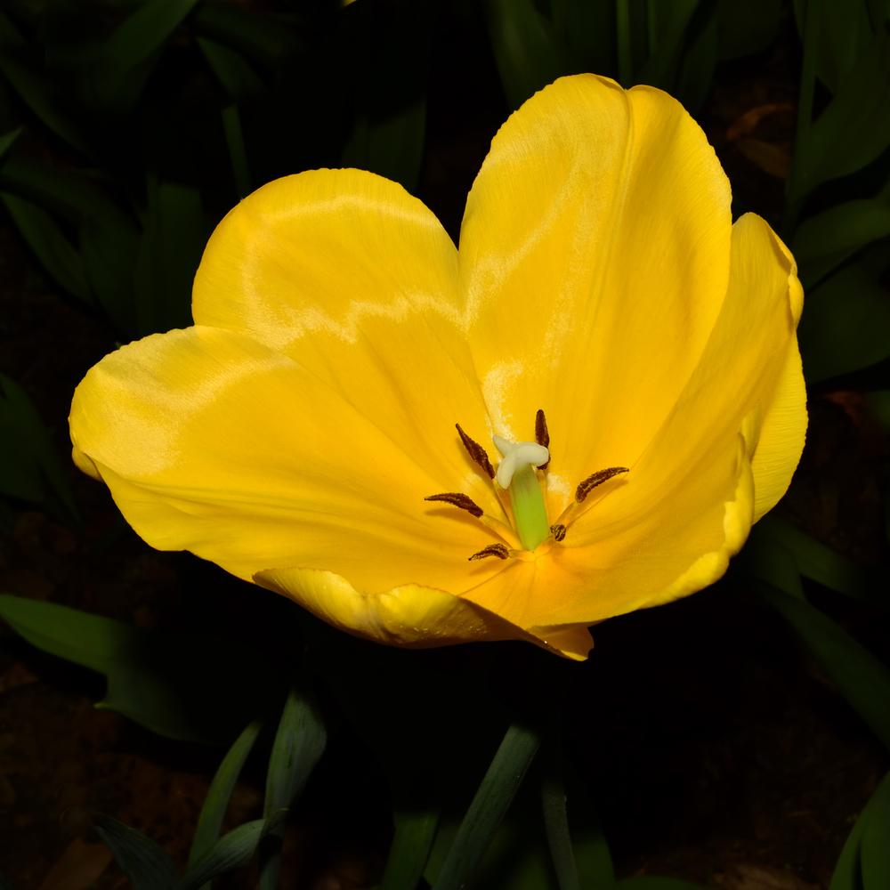 Photo of Tulips (Tulipa) uploaded by dawiz1753