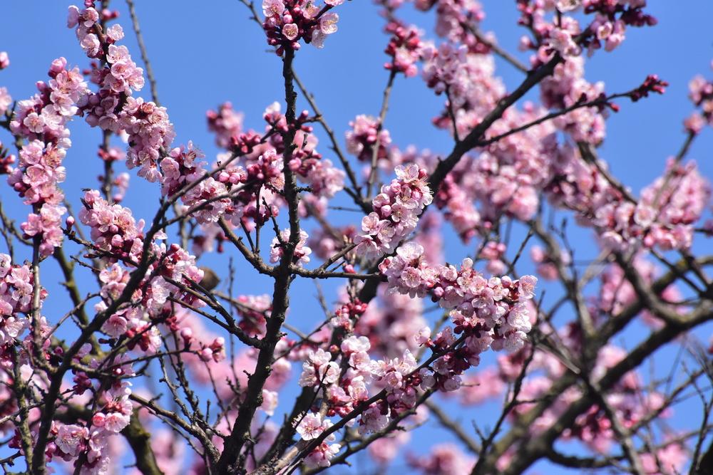Photo of Prunus uploaded by Orsola