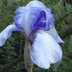 Location: San Rafael, CA
Date: 2019-04-09
Historic iris introduced 1906 by Cayeux