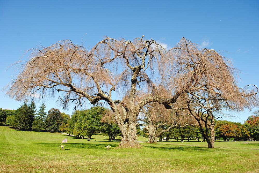 Photo of Weeping Cherry Tree (Prunus subhirtella) uploaded by ILPARW