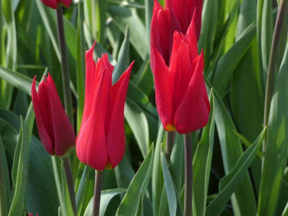 Photo of Tulip (Tulipa 'Istanbul') uploaded by mellielong