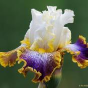 A rather faboulus iris... Very late to bloom so extends the seaso