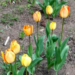 Location: My garden
Date: 2019-04-11
Tulip Daydream