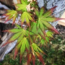 Location: Coastal San Diego County 
Date: 2019-03-31
A happy Japanese Maple here in zone 10a Southern California, go f