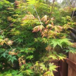 Location: Coastal San Diego County 
Date: 2019-04-09
A happy Japanese Maple here in zone 10a Southern California, go f